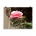 Pink Rose flower. Poster