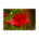 Single red Poppy flower. Standard Postcard