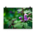 Ground-ivy flower on a green background - Poster