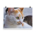 Photo of yellow and white stray cat - Poster