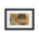 Autumn photo of a Ladybug on a gold background - Matte Paper Framed Poster With Mat