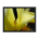 Yellow flower and small bug hidden inside - Framed poster