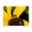 Photo of a fly pollination and yellow flower - Poster