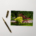 Japanese maple trees - Standard Postcard