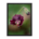 Cranesbills flower on blurred background - Framed poster