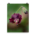 Cranesbills flower on blurred background - Poster