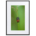 Blister Beetle on a green background - Matte Paper Framed Poster With Mat