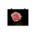 Yellow pink rose flower - Poster